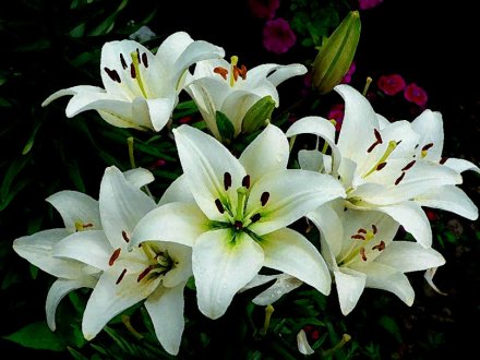 158163__lilies-white-flowers-in-magic_p